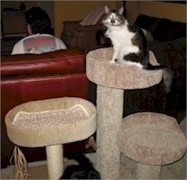 Two cat perches behind the couch