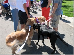 Bentley greets dogs at the July 4 parade