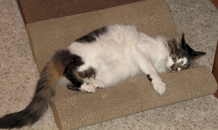 Sammi on her cardboard chaise scratcher