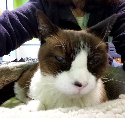 16 year old shelter kitty