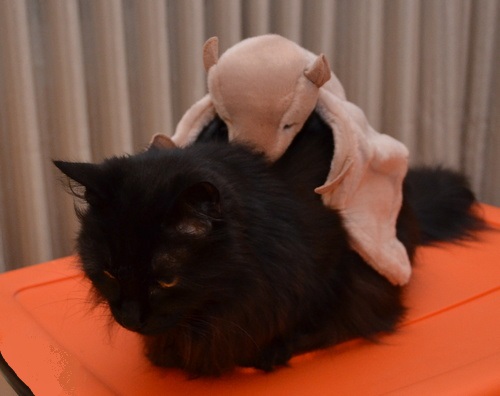 Raven with stuffed bat on her back.